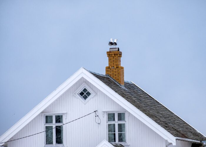 seagull-birds-standing-on-chimney-brick-rooftop-2024-07-11-01-08-07-utc-min seagull-birds-standing-on-chimney-brick-rooftop-2024-07-11-01-08-07-utc-min